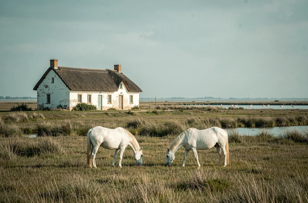 Mas de Peint en Camargue avec chevaux blancs au premier plan, roseaux et flamants roses dans les marais à l'arrière-plan